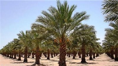 مصر الأولى عالميًّا في إنتاج التمور