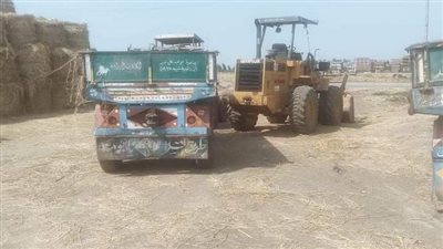 حصاد 154 ألف فدان أرز بقرى الشرقية