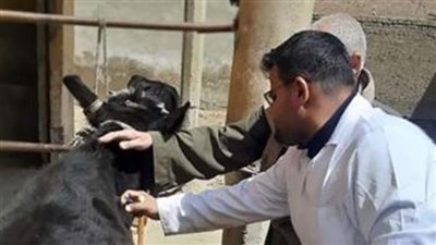 تحصين 17 ألف رأس ماشية لمواجهة طاعون المجترات الصغيرة ببني سويف 