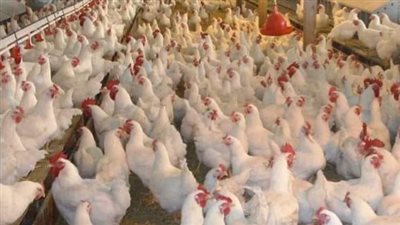 أسعار الدواجن واللحوم اليوم الخميس 12 أكتوبر بالفيوم 