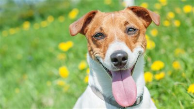 بعد اشتعال معركة بين عائلتين بسبب النباح.. طرق للسيطرة على الكلاب 