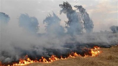 محافظ بورسعيد  يطالب المزارعين بعدم حرق قش الأرز 