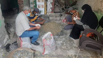 زراعة البحيرة تطلق حملة لمكافحة القوارض بعد حصاد المحاصيل الصيفية