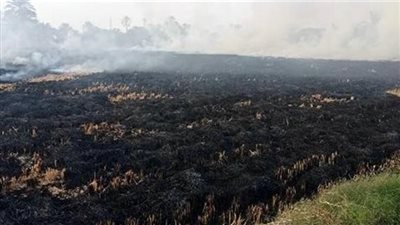 جهاز شئون البيئة بالشرقية يُحرر 102 محضرًا لحرق قش الأرز 