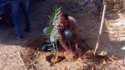 المنيا: زراعة أشجار مثمرة وزينة بمطاي ضمن مبادرة 100 مليون شجرة