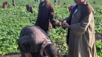 موعد انخفاض أسعار البطاطس
