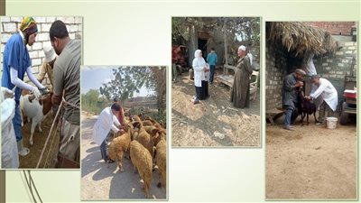 بيطري الشرقية ينتهي من تحصين 52 ألف رأس أغنام وماعز