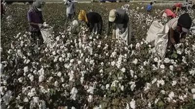 فرحة عارمة للفلاحين في اسيوط لوصول سعر قنطار القطن لـ 10600جنيه