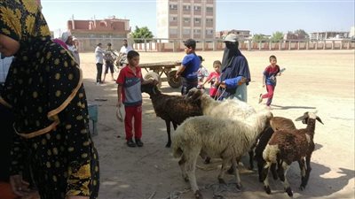 تحصين 28 ألف رأس أغنام وماعز ضد طاعون المجترات الصغيرة في كفرالشيخ 
