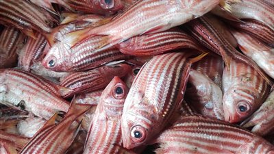 انخفاض أسعار الأسماك بأسواق البحيرة اليوم الثلاثاء