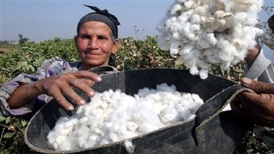 القطن المصري الأكثر جودة عالميًا.. مميزات الذهب الأبيض