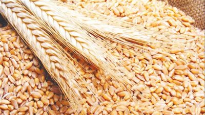 أسعار القمح ترتفع إلى أعلى مستوى 