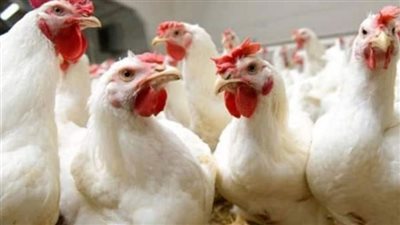 أسعار الدواجن صباح اليوم الأربعاء