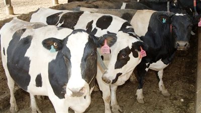 أسعار اللحوم اليوم الخميس من أرض المزرعة.. اللحمة بكام؟؟