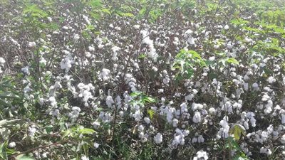 الذهب الأبيض يزين حقول أسيوط