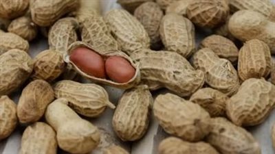 ارتفاع أسعار الفول السوداني.. 