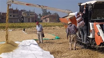 حصاد 273 ألف فدان من محصول الأرز بالشرقية 