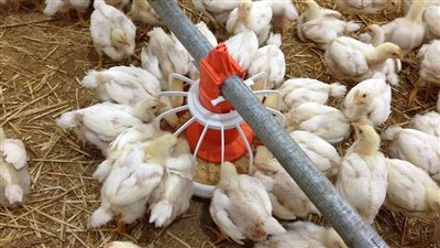 أسعار الدواجن صباح اليوم الأحد من أرض المزرعة.. وتراجع الفراخ الحمراء