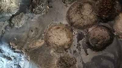 البحيرة: ضبط 3 أطنان مخلل غير صالح للاستهلاك الآدمي