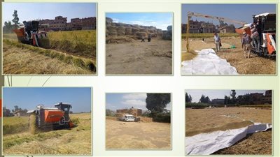 محافظ الشرقية يعلن الانتهاء من حصاد 273478 فدانًا من محصول الأرز  