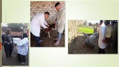 تحصين 79222 رأس غنم وماعز ضد طاعون المجترات الصغيرة بالشرقية 
