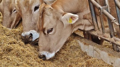 ارتفاع أسعار الأعلاف صباح اليوم الخميس في الأسواق المصرية