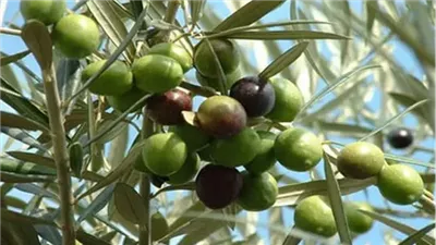 الزيتون.. فوائد لن تتخيلها 