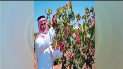 500 ألف فدان تغير لون الصحراء إلى «الأخضر»