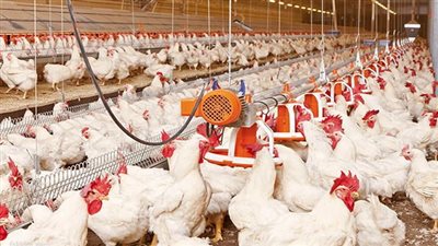 أسعار الدواجن صباح اليوم السبت للمستهلك ولدى تجار الجملة