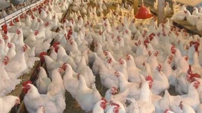 أسعار الدواجن واللحوم اليوم الأحد 29 أكتوبر بالفيوم 