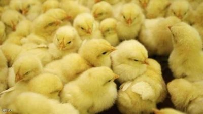 أسعار الكتاكيت اليوم الأحد من أرض المزرعة.. الأبيض بكام