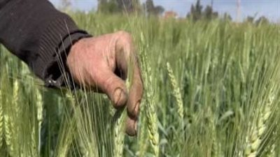 الزراعة تعتمد 3 أصناف جديدة من القمح عالية الإنتاجية