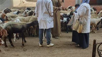 تحصين 106 آلاف رأس غنم وماعز ضد مرض طاعون المجترات الصغيرة