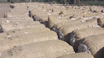 عصمت: مزادات علنية للقطن بحضور المزارعين والشركات.. والبيع يتم بموافقة صاحب المحصول