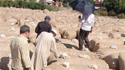 بيع 144,4 ألف قنطار قطن بإجمالي 1,6 مليار جنيه