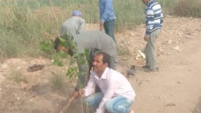 زراعة أشجار مثمرة وزينة بمراكز المنيا