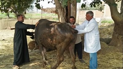 قافلة بيطرية من جامعة الزقازيق لقرية كفر أبوجبل 