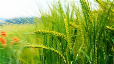 سعر القمح صباح اليوم الأربعاء في الأسوق ولدى التاجر