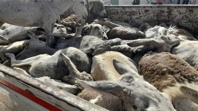ضبط 29 حمارًا مذبوحًا قبل بيعهم للمواطنين