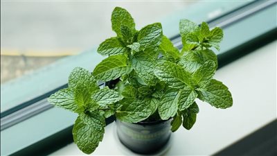 قدرة النعناع على خفض ضغط الدم.. طبيب يوضح