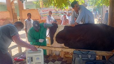 بدء فعاليات القافلة البيطرية المجانية لقرى حياة كريمة بأسوان 