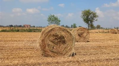 حصاد 294 ألف فدان من محصول الأرز بالشرقية