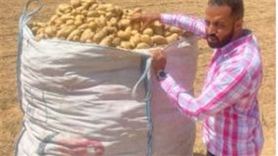 أبرز أنشطة مشروع مكافحة وحصر العفن البني بالبطاطس خلال أكتوبر الماضي