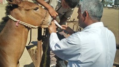 قافلة الزقازيق البيطرية تفحص 1993 حالة طيور وأرانب بقرية كفر أبو الديب