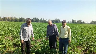 زراعة الشرقية تفحص زراعات الذرة النيلي والبنجر