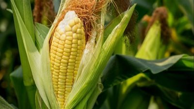 تراجع أسعار الذرة اليوم الأربعاء في الأسواق المصرية