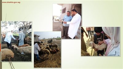 تحصين 113469 رأس أغنام وماعز وترقيم وتسجيل 5357 رأس بالشرقية