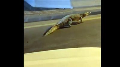 تمساح ضخم يتجول بشوارع السعودية ليلًا 