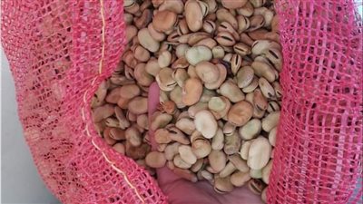 سعر الفول صباح اليوم الخميس عند تاجر الجملة.. البلدي بـ 34000 جنيه