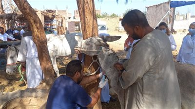 انطلاق فعاليات القافلة البيطرية المجانية لقري حياة كريمة بالأقصر 